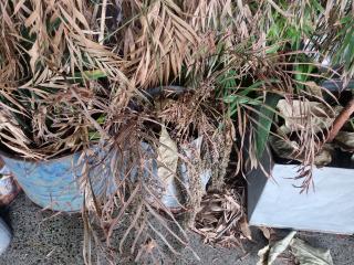 Large Lot of Plants and Pots