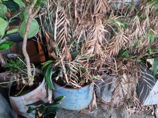 Large Lot of Plants and Pots