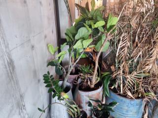 Large Lot of Plants and Pots