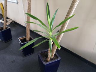 3x 3-Metre Tall Plants Trees