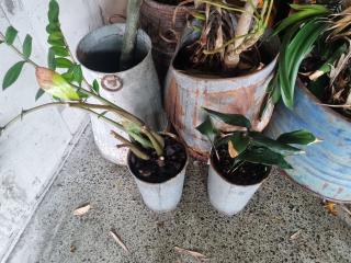 Large Lot of Plants and Pots